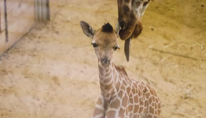 2026-06-30T104734Z_1_LOP379630062026RP1_RTRMADP_BASEIMAGE-960X540_BELGIUM-ZOO-BABY-GIRAFFE.jpg