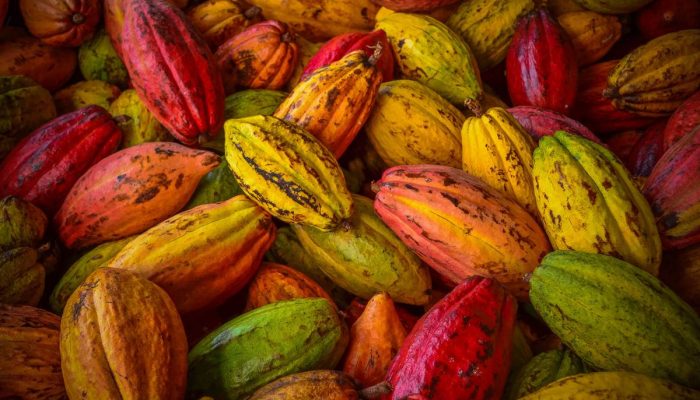 Bancos-Amazonia-Cacau.jpg