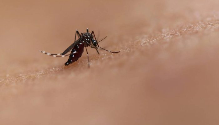 aedes-mosquito-c-niaid.webp.jpeg
