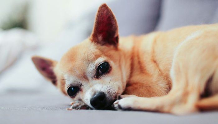 alicia-gauthier-KJDhTtPCveI-unsplash-e1779926234160.jpg
