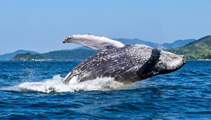 baleia-jubarte-ilhabela-capa.jpg