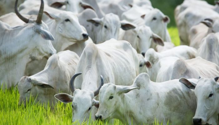 boi-pecuaria-bovinocultura-credito-Wenderson-Araujo-CNA-67.jpg
