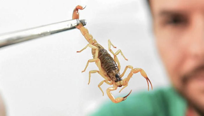 escorpiao_02.jpg