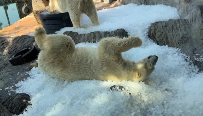 urso-polar-tchequia.jpeg.jpg