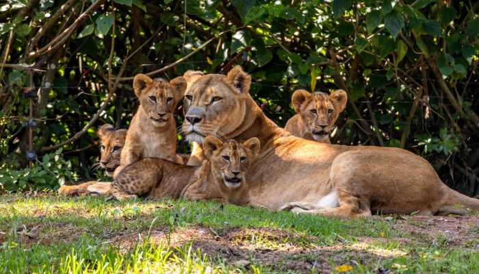 zoologico-de-sao-paulo-leoa-filhotes-capa.jpg
